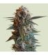 Mexican Rush by Royal Queen Seeds @sporadiko.gr