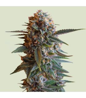 Mexican Rush by Royal Queen Seeds @sporadiko.gr