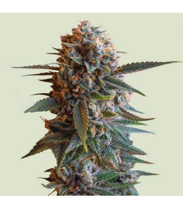 Mexican Rush by Royal Queen Seeds @sporadiko.gr