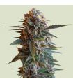 Mexican Rush (Royal Queen Seeds)