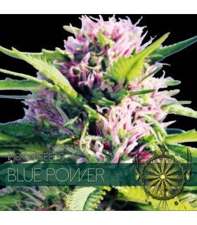 Blue Power (Vision Seeds)