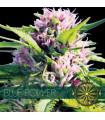 Blue Power (Vision Seeds)