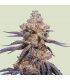 Cannabis seeds Mexican Rush Auto (Royal Queen Seeds) @sporadiko.gr - Μεξικάνικη σατίβα