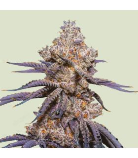 Cannabis seeds Mexican Rush Auto (Royal Queen Seeds) @sporadiko.gr - Μεξικάνικη σατίβα