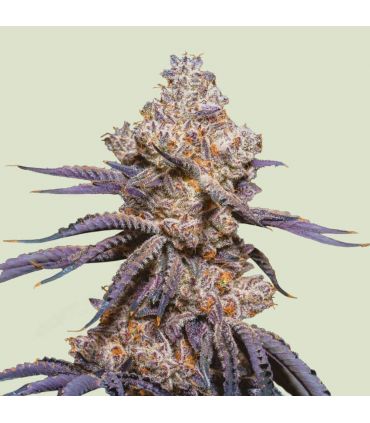 Cannabis seeds Mexican Rush Auto (Royal Queen Seeds) @sporadiko.gr - Μεξικάνικη σατίβα