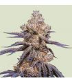 Mexican Rush Auto (Royal Queen Seeds)
