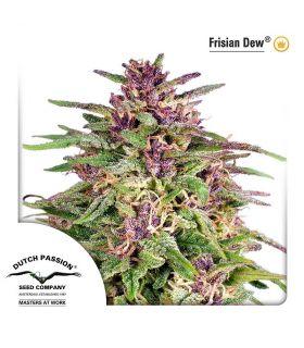 Frisian Dew