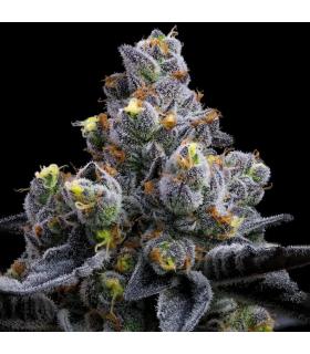 Garlic Cookies Barney's Farm - σποράδικο ~ σπόροι κάνναβης