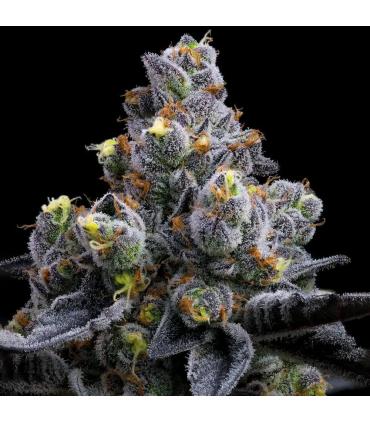 Garlic Cookies Barney's Farm - σποράδικο ~ σπόροι κάνναβης