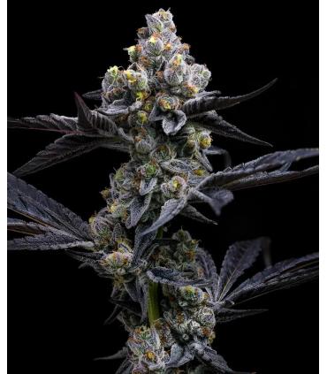 Garlic Cookies (Barney's Farm)