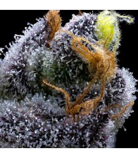 Garlic Cookies Barney's Farm - close up macro photography - trichromes