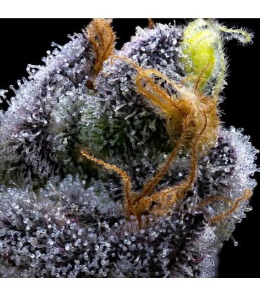 Garlic Cookies Barney's Farm - close up macro photography - trichromes