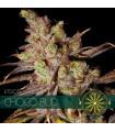 Choco Bud (Vision Seeds)