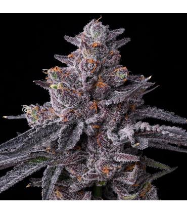 σπόροι κάνναβης Zillions απο Barney's Farm - @σποράδικο