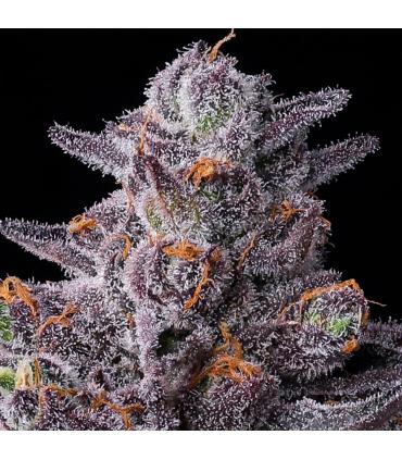 Zillions (Barney's Farm)