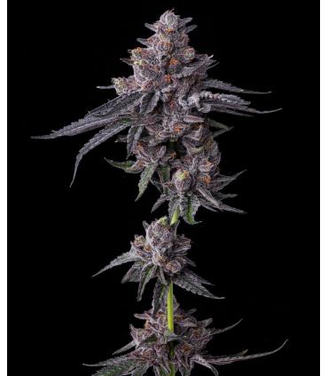 Zillions (Barney's Farm)