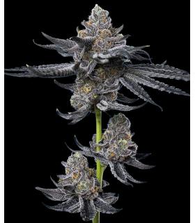 σπόροι κάνναβης LFG Barney's Farm - σποράδικο