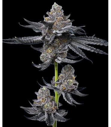 σπόροι κάνναβης LFG Barney's Farm - σποράδικο