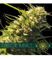 Critical Impact (Vision Seeds)