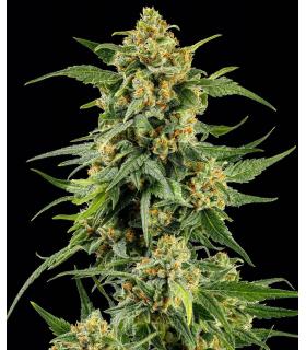 Skunk 1 by Barney's Farm - sporadiko.gr