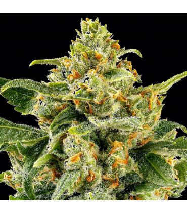 Skunk 1 by Barney's Farm - sporadiko.gr
