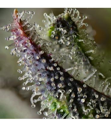 Skunk 1 (Barney's Farm)