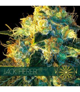 Jack Herer (Vision Seeds)