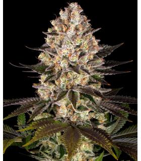 Σπόροι κάνναβης Hindu Kush Barney's Farm @sporadiko.gr