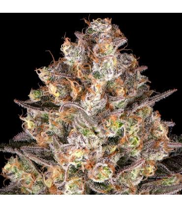 Hindu Kush (Barney's Farm)