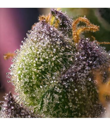 Hindu Kush (Barney's Farm)