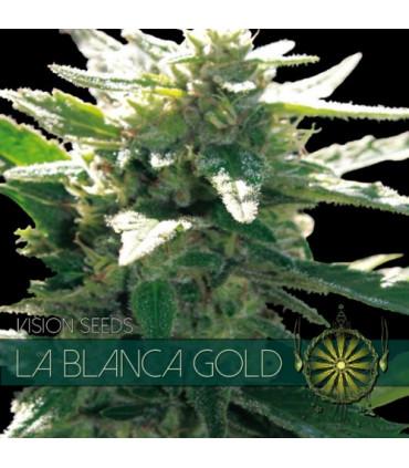 La Blanca Gold (Vision Seeds)