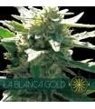 La Blanca Gold (Vision Seeds)