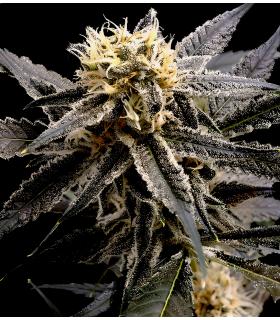 Strawberry Banana (Σποράδικο)