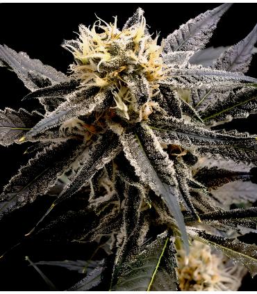 Strawberry Banana (Σποράδικο)