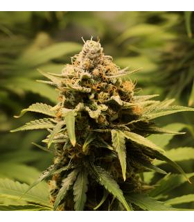 Strawberry Banana Τριμηνίτικο by Σποράδικο