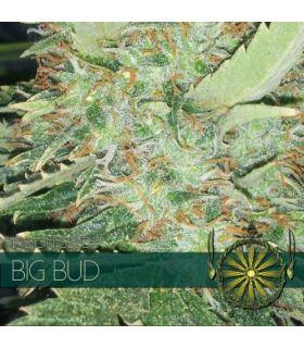 Big Bud (Vision Seeds)