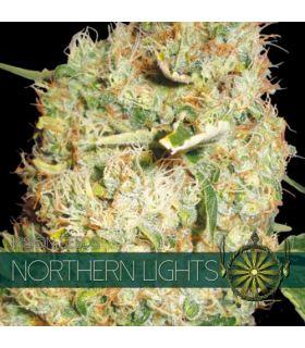 Northern Lights (Vision Seeds)