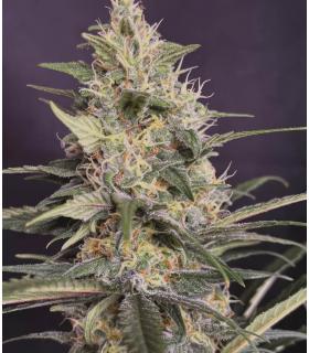 Gorilla Cookies FAST @sporadiko.gr