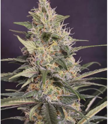 Gorilla Cookies FAST @sporadiko.gr