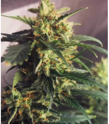 Lemon Skunk FAST FLOWERING @sporadiko