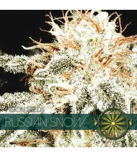 Russian Snow (Vision Seeds)