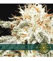Russian Snow (Vision Seeds)
