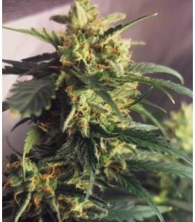 Lemon Skunk FAST FLOWERING @sporadiko