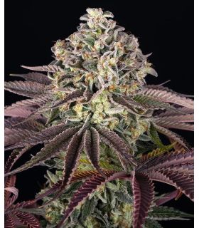 GrandDaddy Purple by Barneys @sporadiko.gr