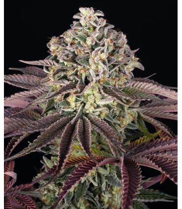GrandDaddy Purple by Barneys @sporadiko.gr