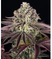 GrandDaddy Purple (Barney's Farm)