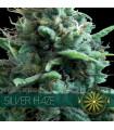 Silver Haze (Vision Seeds)