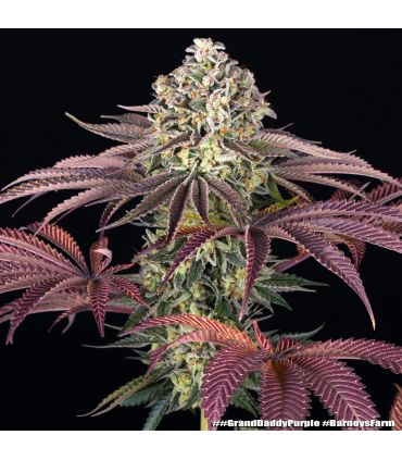 GrandDaddy Purple by Barneys @sporadiko.gr