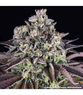 GrandDaddy Purple by Barneys @sporadiko.gr