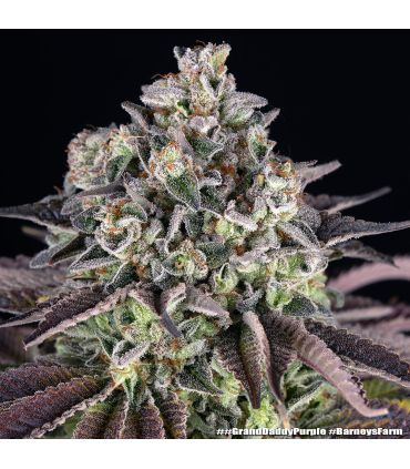 GrandDaddy Purple by Barneys @sporadiko.gr